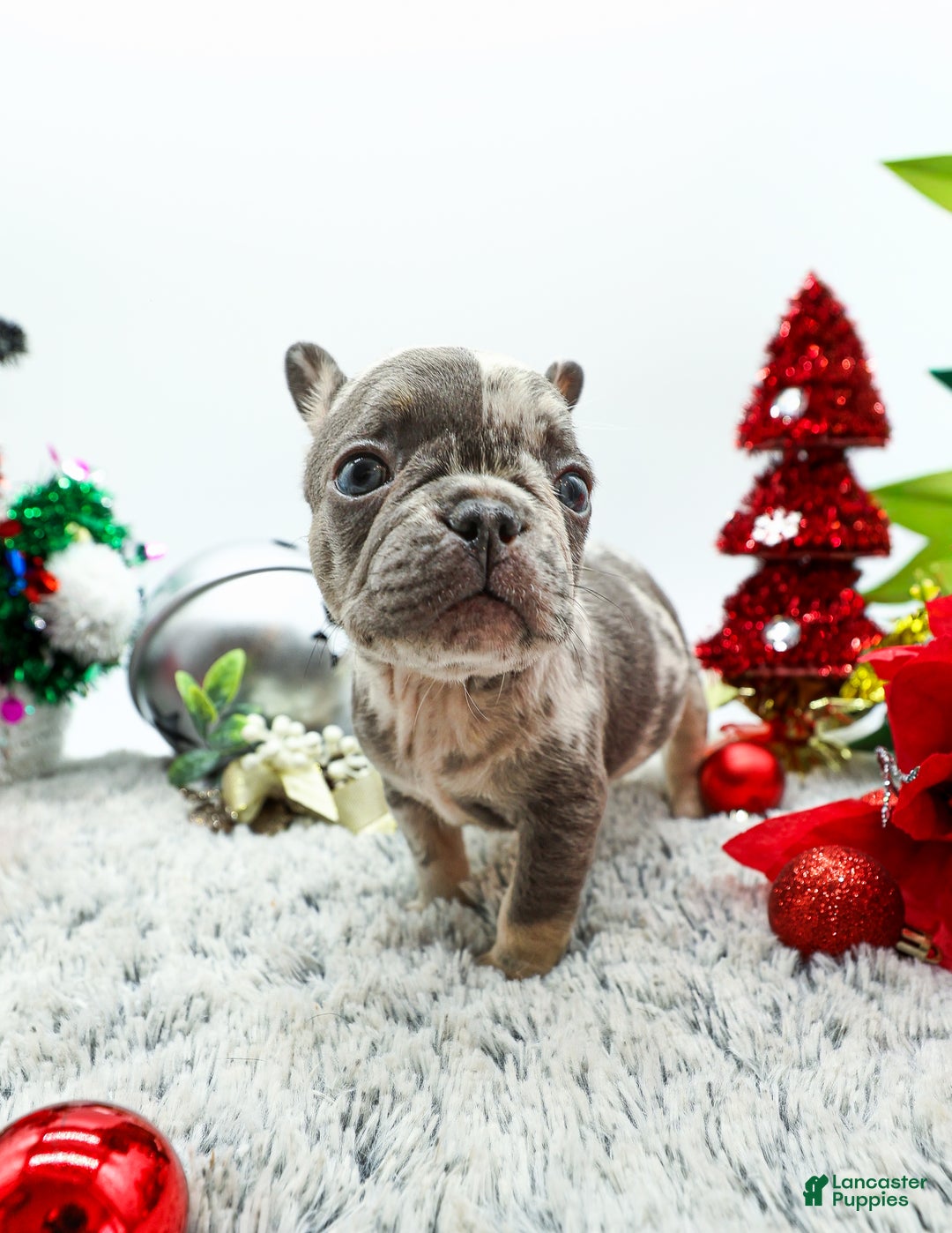 French Bulldog dogs for sale: Dior - Ad 5