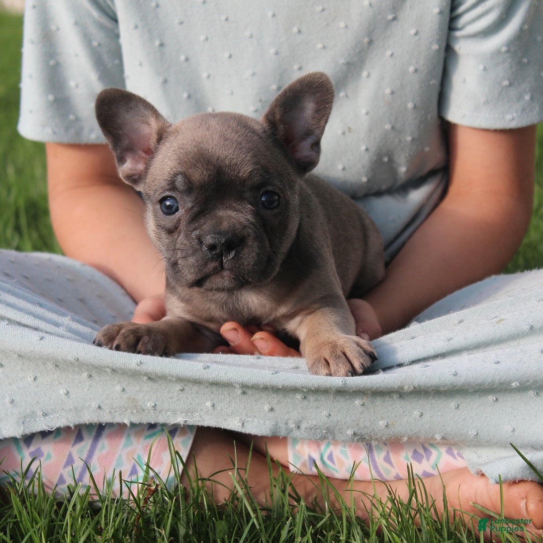 French Bulldog dogs for sale: Alaina - Ad 4