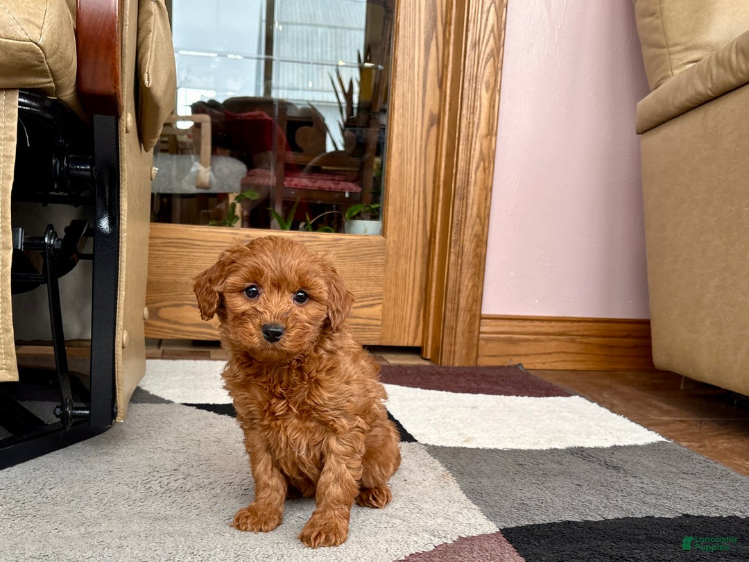 Cavapoo dogs for sale: Cavapoo male Puppy 3 - Ad 8
