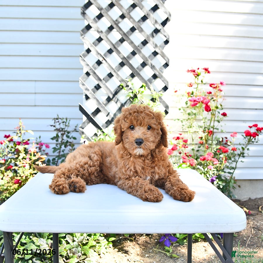 Cavapoo dogs Dixon - Ad 1