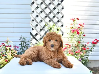 Cavapoo dogs for sale: Dixon - Ad 4