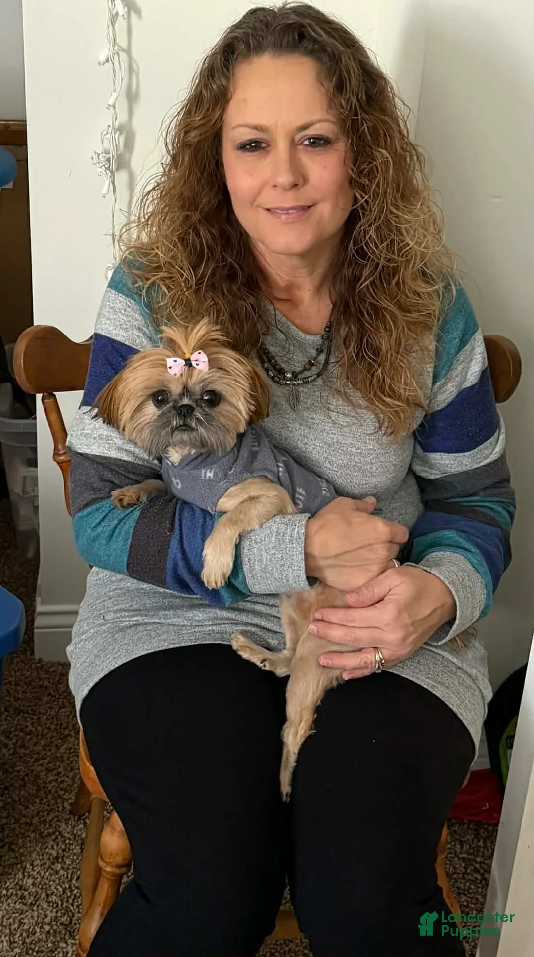 Shih Tzu dogs for sale: Dallas - Ad 33