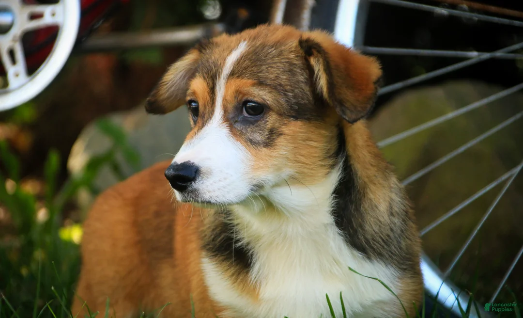 Welsh Corgi Pembroke dogs for sale: Apple Jacks Welsh Corgi Pembroke  - Ad 2