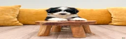 Mini Bernedoodle dogs for sale: Haven - Ad 5