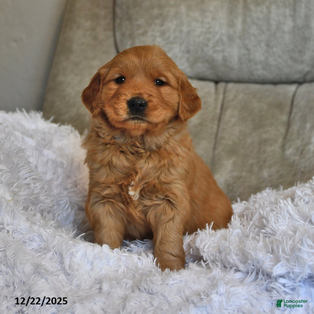 Golden Retriever dogs for sale: Russell - Ad 1