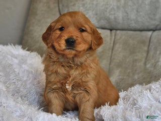 Golden Retriever dogs Russell - Ad 26