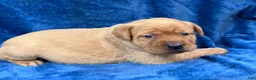 Labrador Retriever dogs for sale: #1 Female aka first born pup  - Ad 4