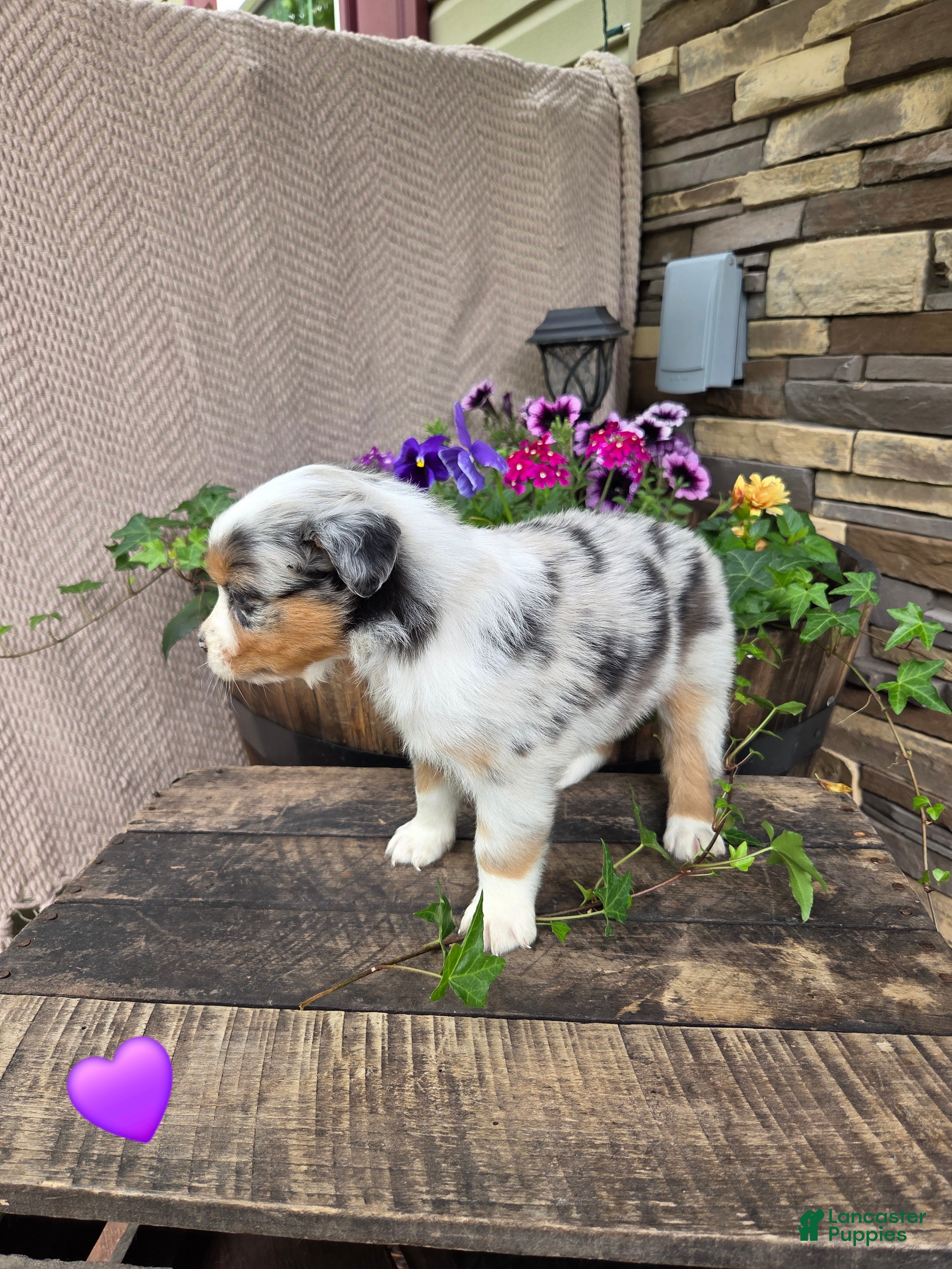 Australian Shepherd dogs Milly - Ad 2