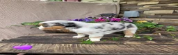 Australian Shepherd dogs for sale: Milly - Ad 2