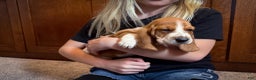 Basset Hound dogs for sale: Lilly - Ad 1