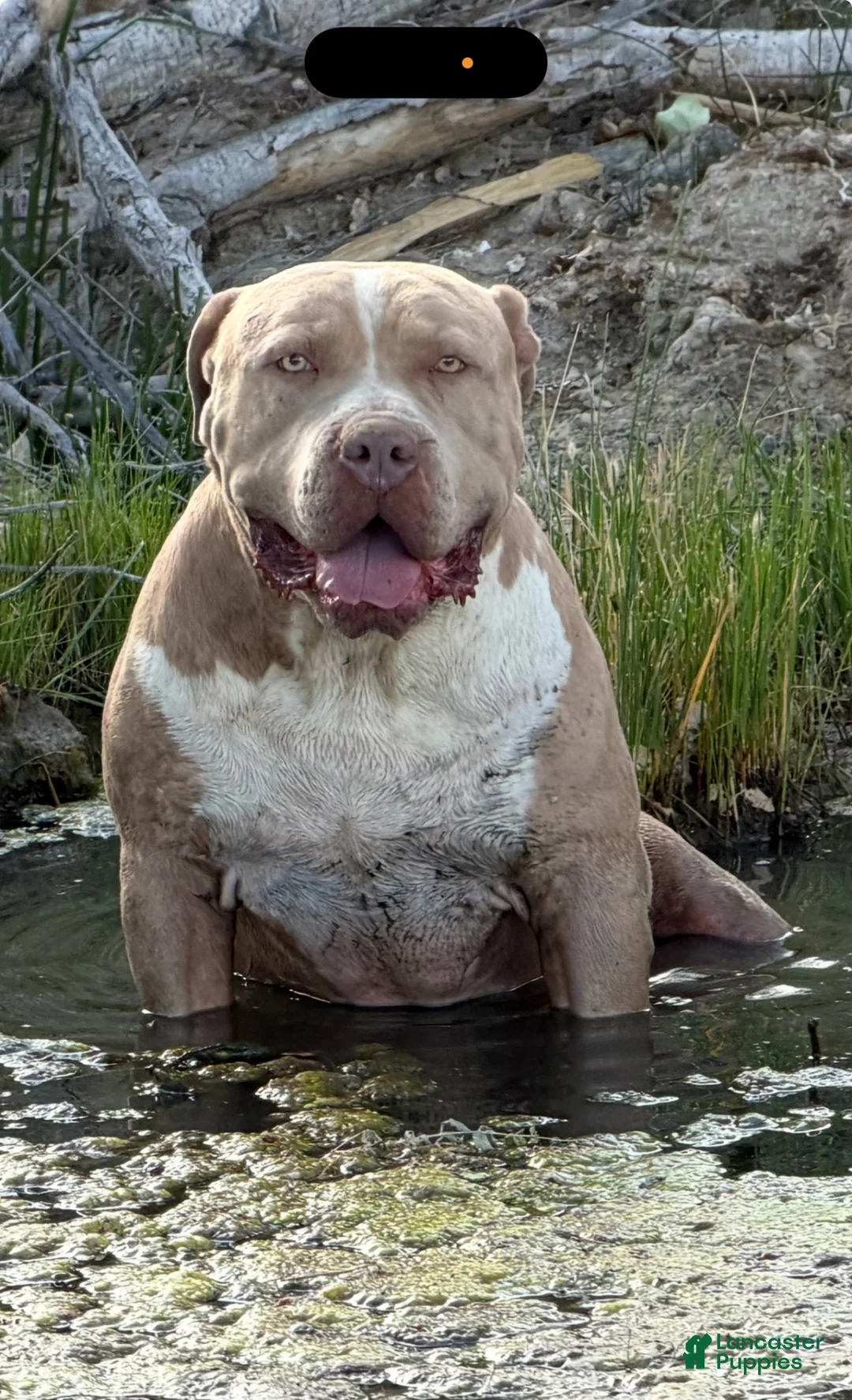 American Bully dogs for sale: Duke - Ad 16