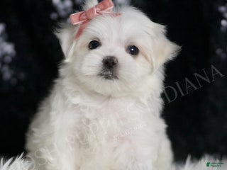 Maltese dogs - Ad 24