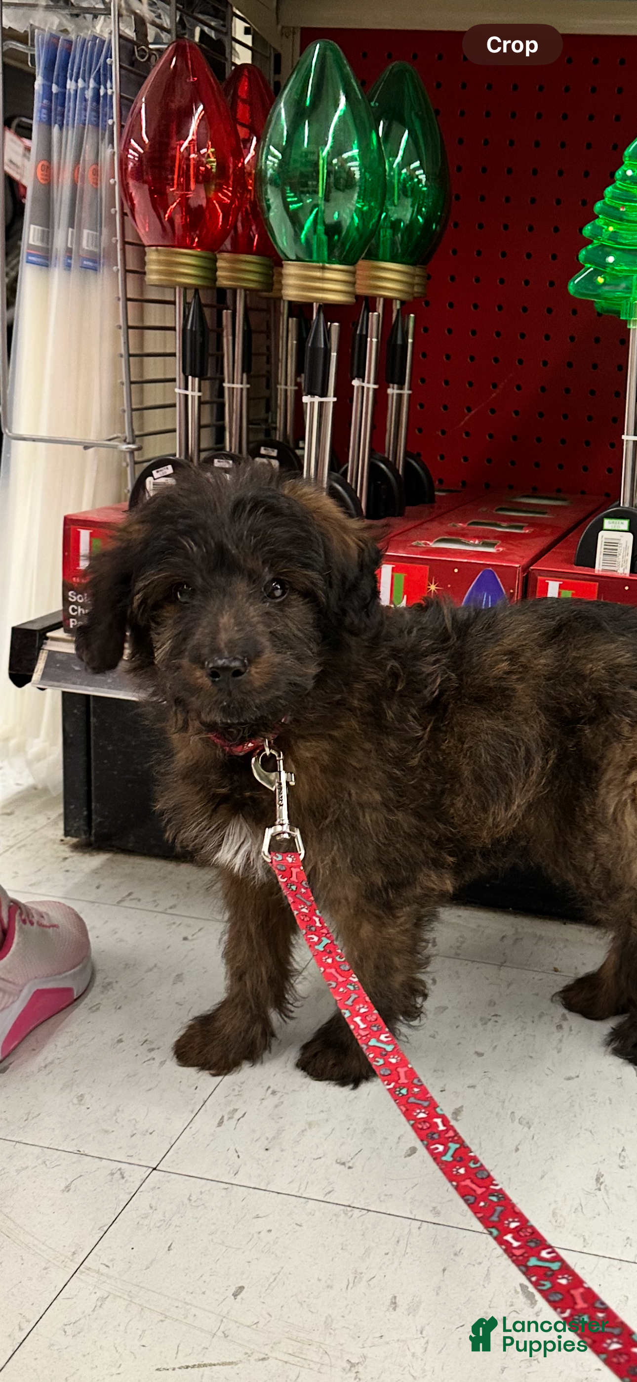 Sheltiedoodle dogs Sheltiedoodle Puppy 1 - Ad 14