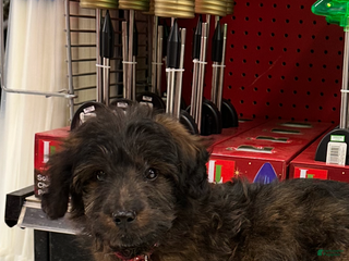 Sheltiedoodle dogs Sheltiedoodle Puppy 1 - Ad 2