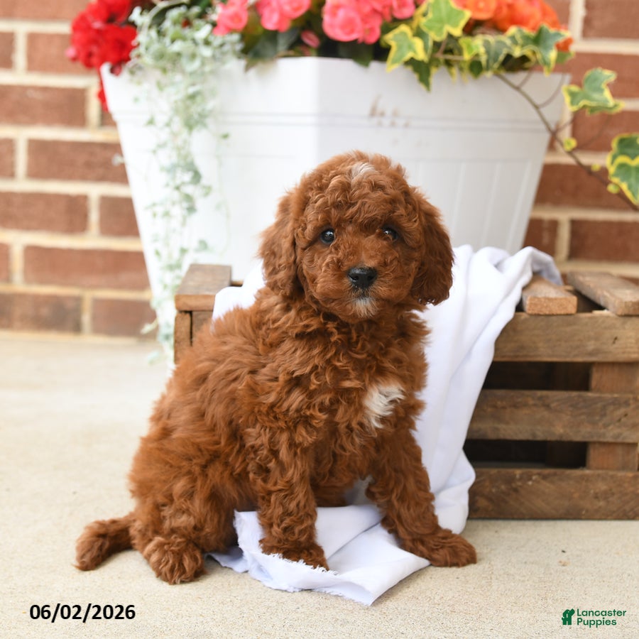 Miniature Poodle dogs for sale: Cocoa - Ad 1