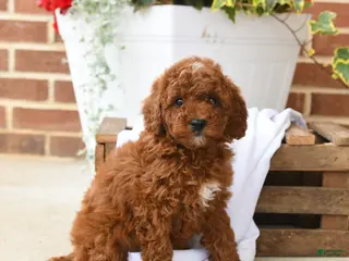 Miniature Poodle dogs for sale: Cocoa - Ad 2