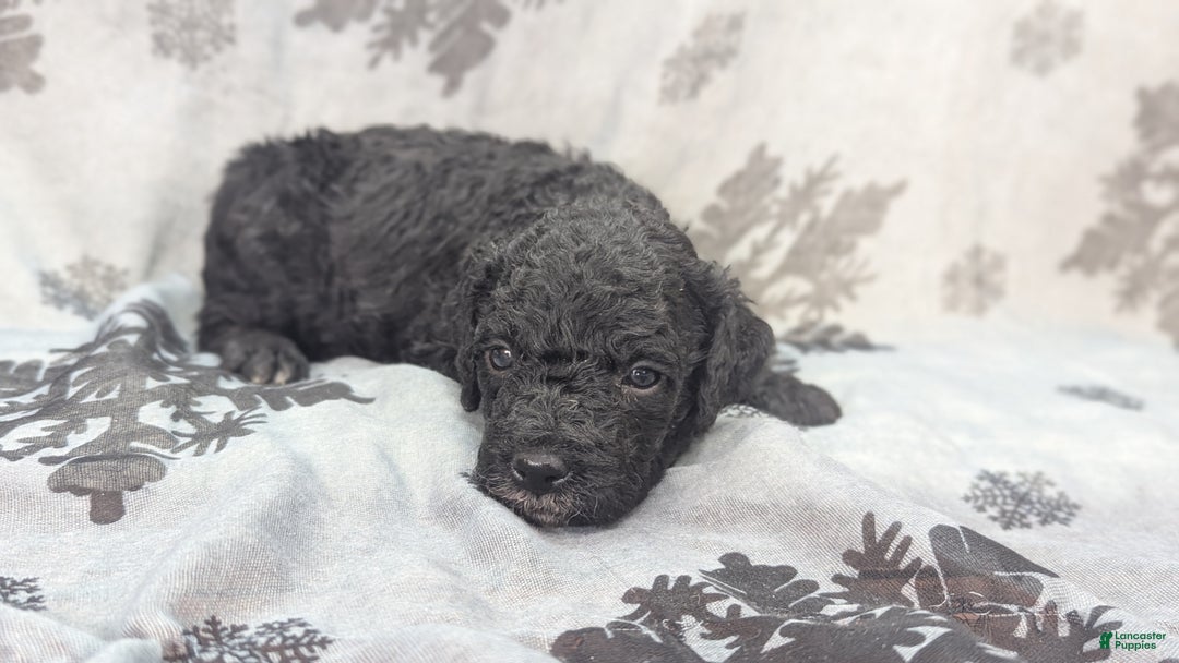 Cockapoo dogs for sale: Crescent - Ad 30