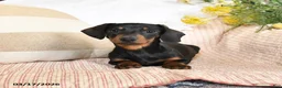 Dachshund dogs for sale: Holden - Ad 5