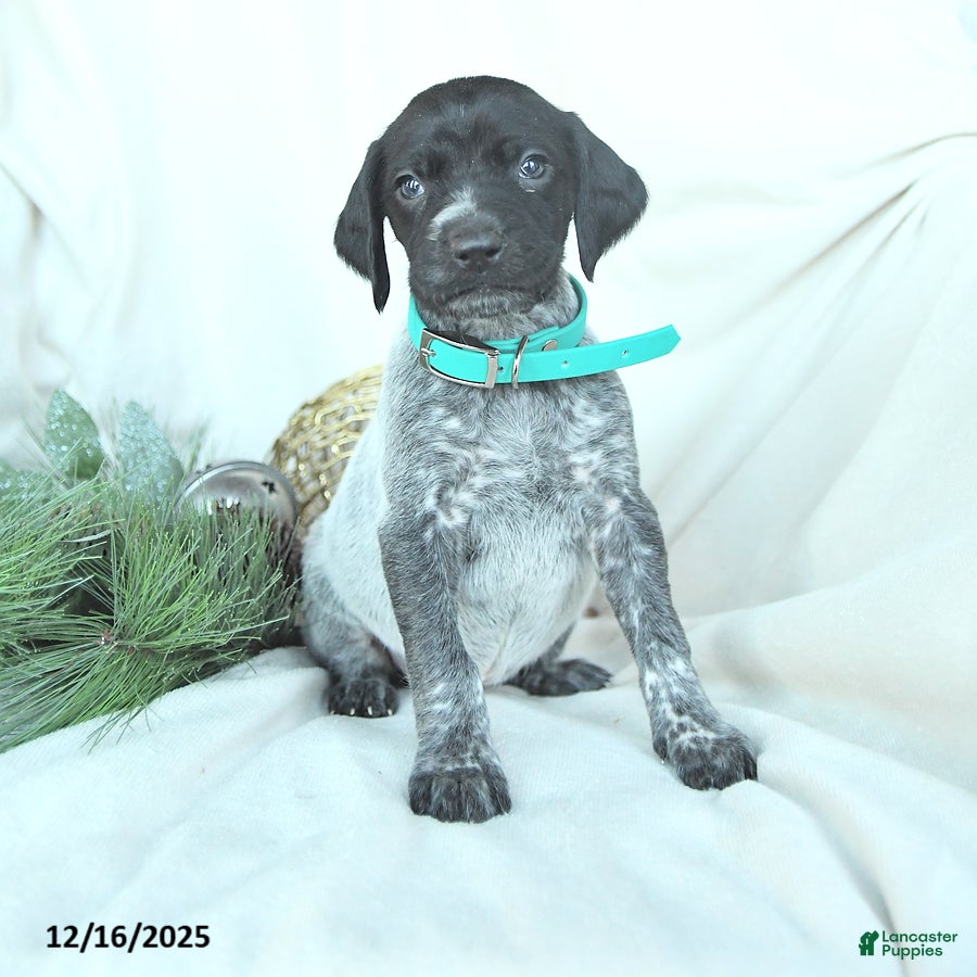 German Shorthaired Pointer dogs Delilah - Ad 2