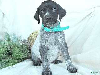 German Shorthaired Pointer dogs Delilah - Ad 2