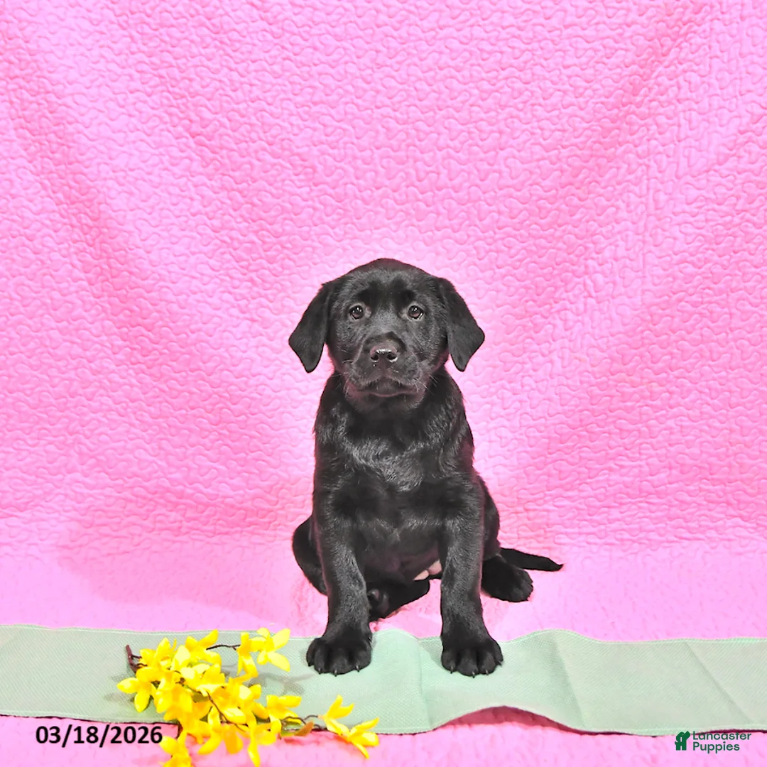 Labrador Retriever dogs for sale: Prissy - Ad 1