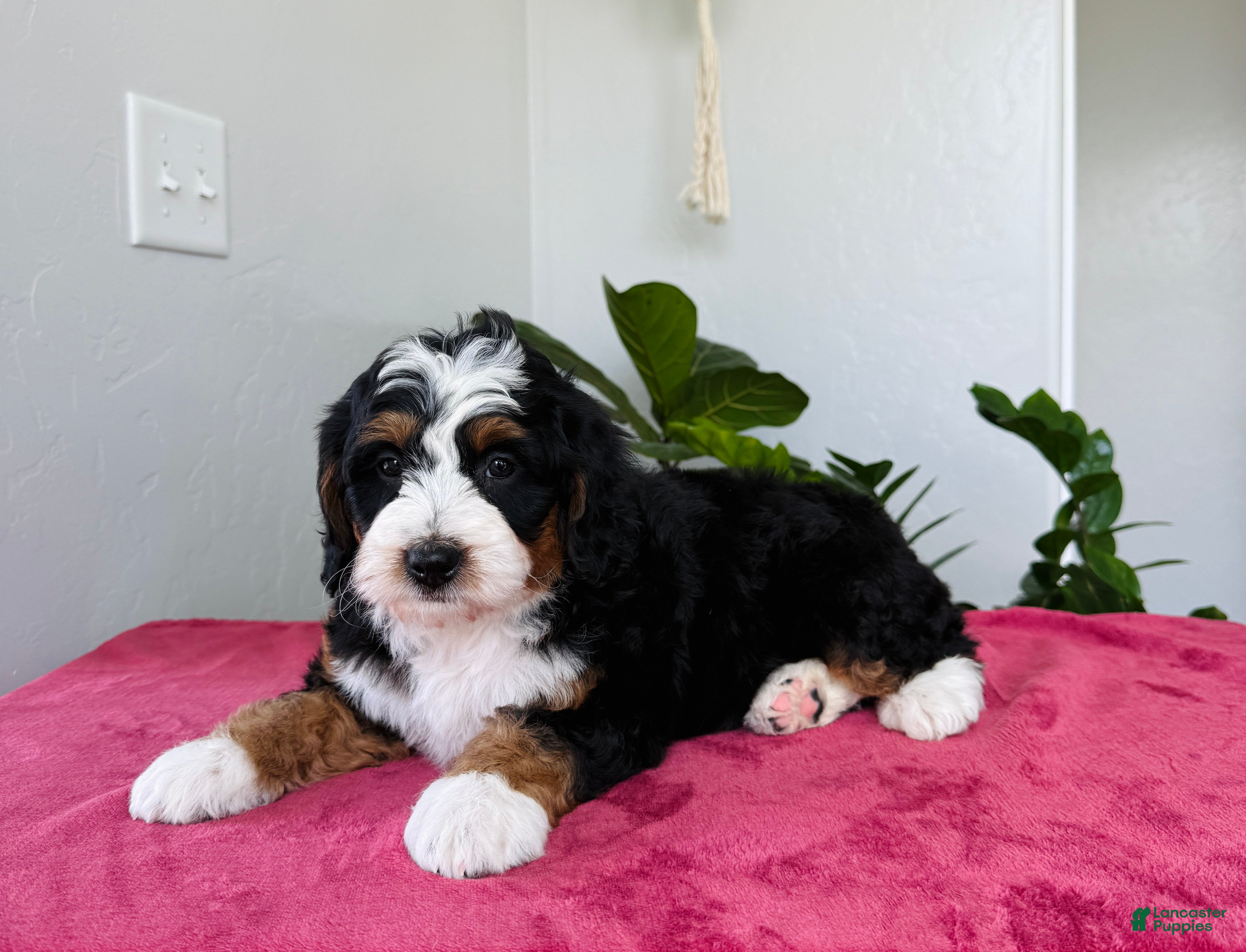 Mini Bernedoodle dogs Lexi - Ad 41