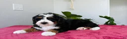 Mini Bernedoodle dogs for sale: Lexi - Ad 1
