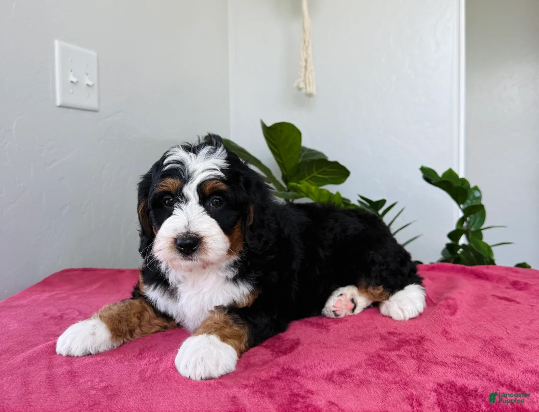 Mini Bernedoodle dogs for sale: Lexi - Ad 1