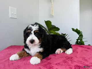 Mini Bernedoodle dogs Lexi - Ad 41