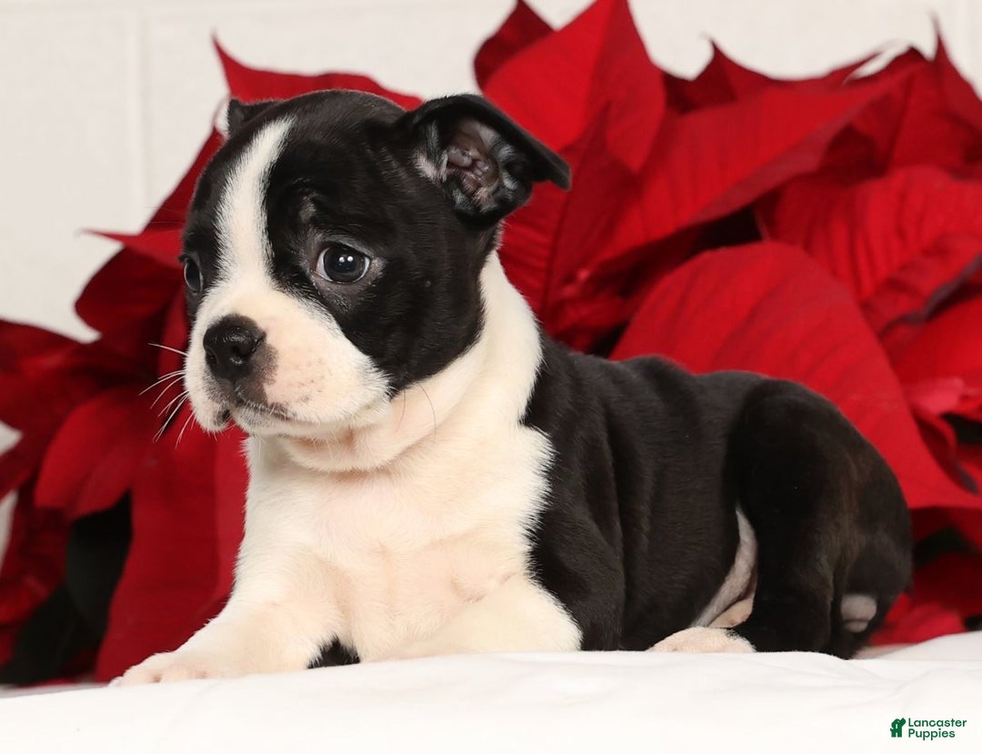 Boston Terrier dogs for sale: Jody - Ad 4