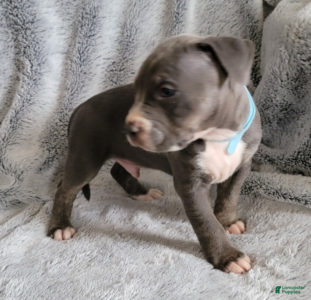 American Bully dogs for sale: Clide - Ad 3