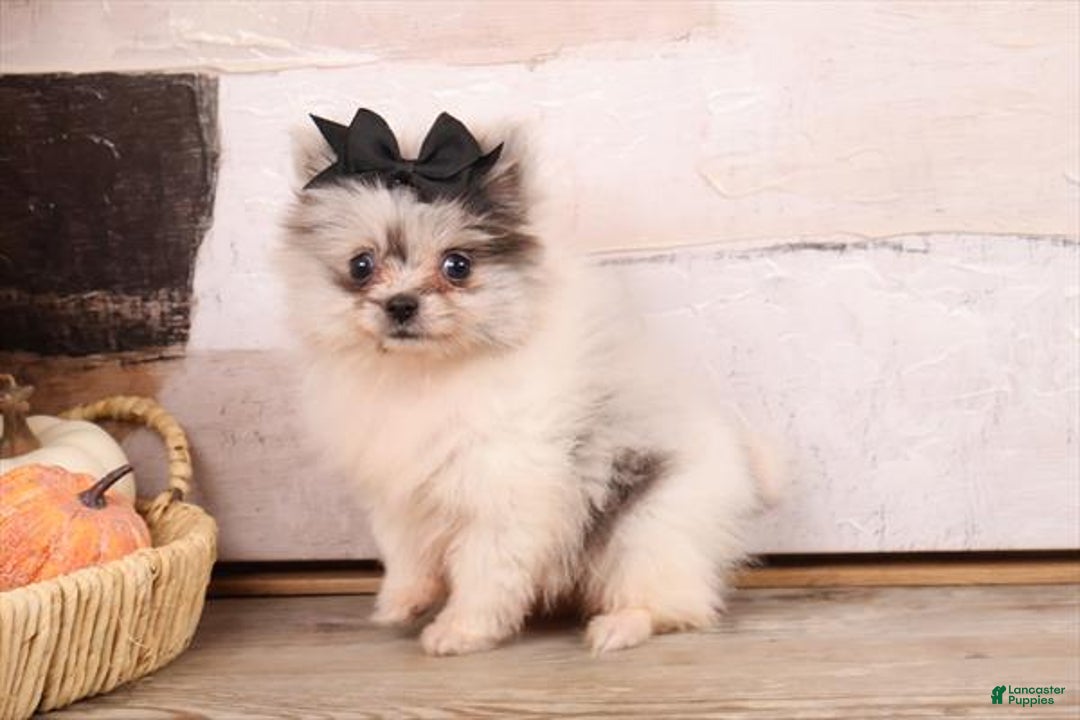Pomeranian dogs for sale: Pomeranian Puppy 2 - Ad 2