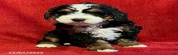 Mini Bernedoodle dogs for sale: Lilly - Ad 2
