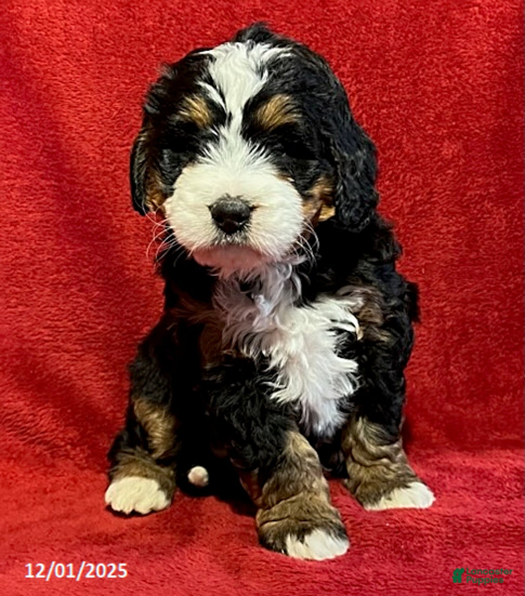 Mini Bernedoodle dogs for sale: Lilly - Ad 2