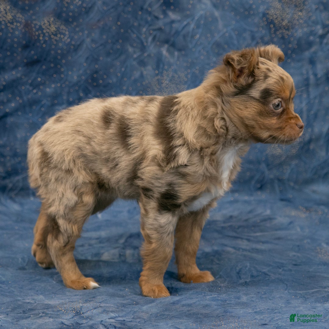 Chihuahua dogs for sale: Hudson - Ad 5