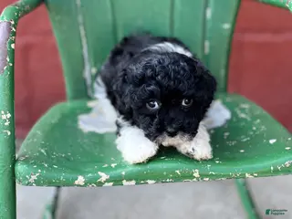 Havapoo dogs for sale: Flower - Ad 3
