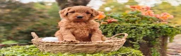 Goldendoodle dogs for sale: Chai - Ad 10