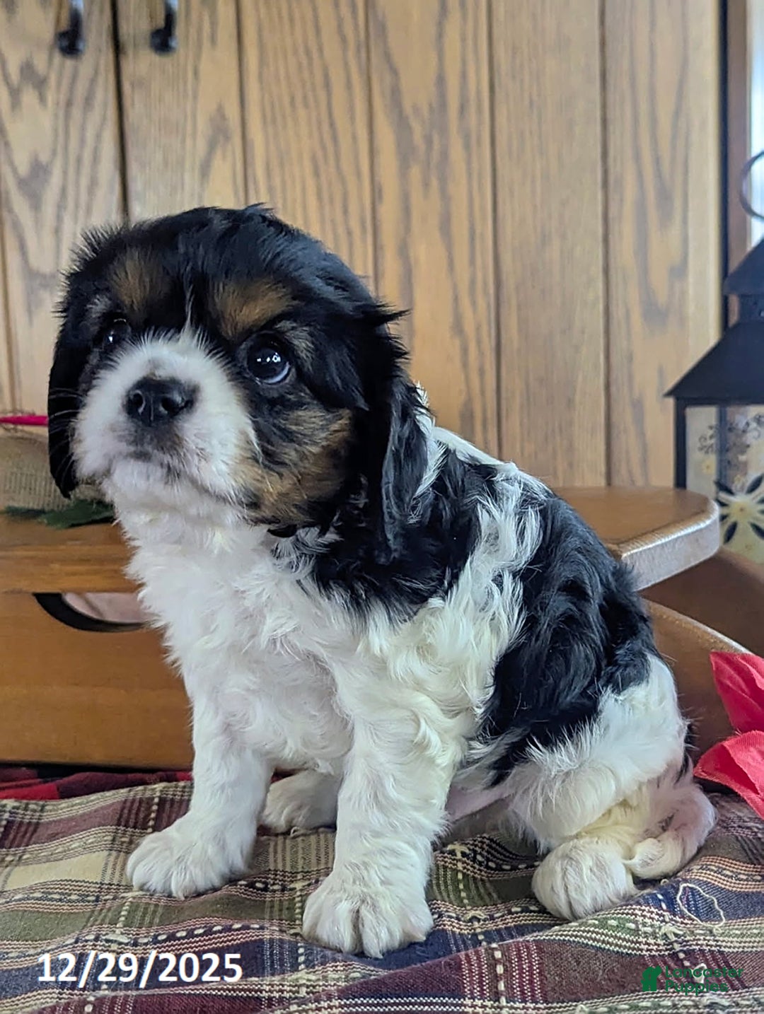 Cavalier King Charles Spaniel dogs for sale: Jake - Ad 3