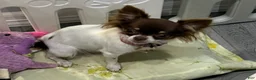 Chihuahua dogs for sale: Isla Teacup - Ad 3