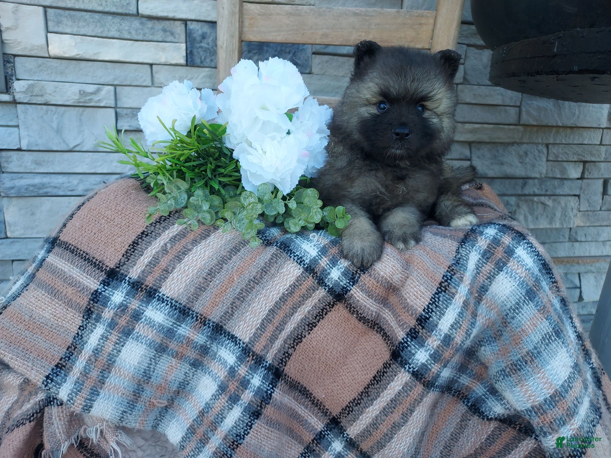 Keeshond dogs Susan - Ad 1