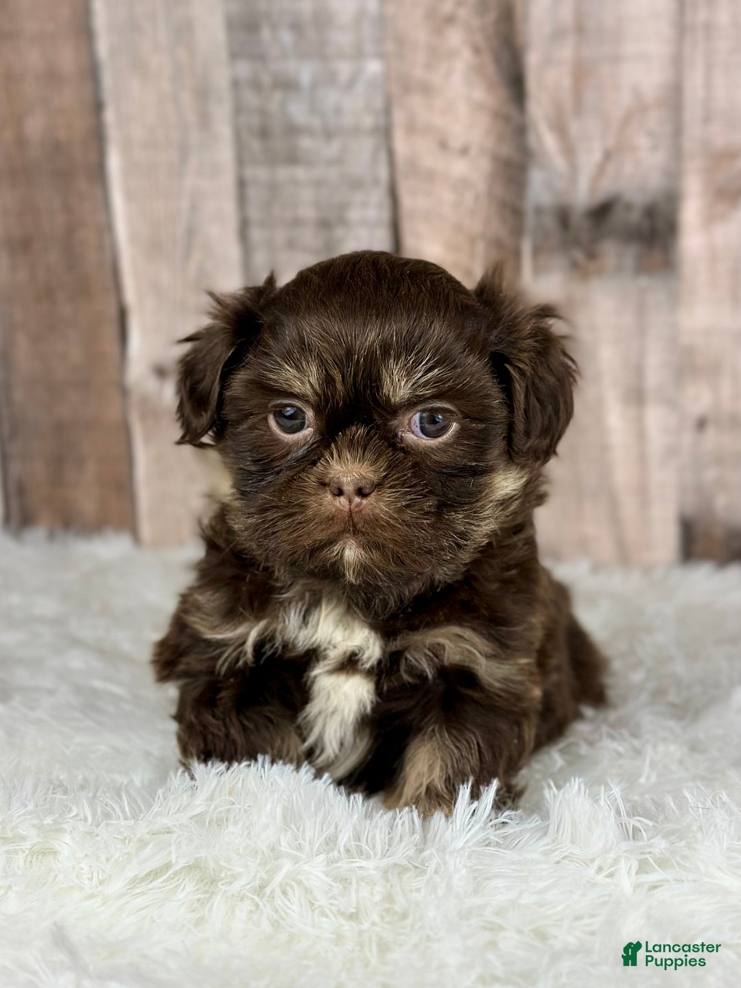 Shih Tzu dogs for sale: Boy Kobe - 8933 - Ad 1
