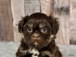 Shih Tzu dogs Boy Kobe - 8933 - Ad 23