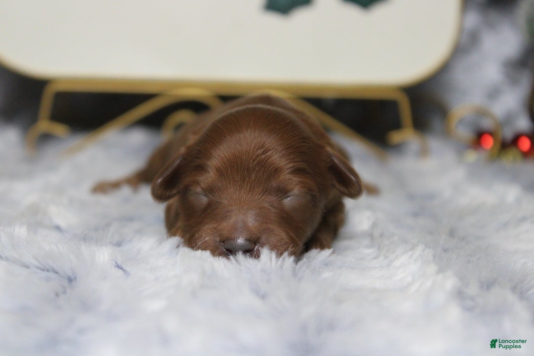 Cavapoo dogs for sale: Honey - Ad 3