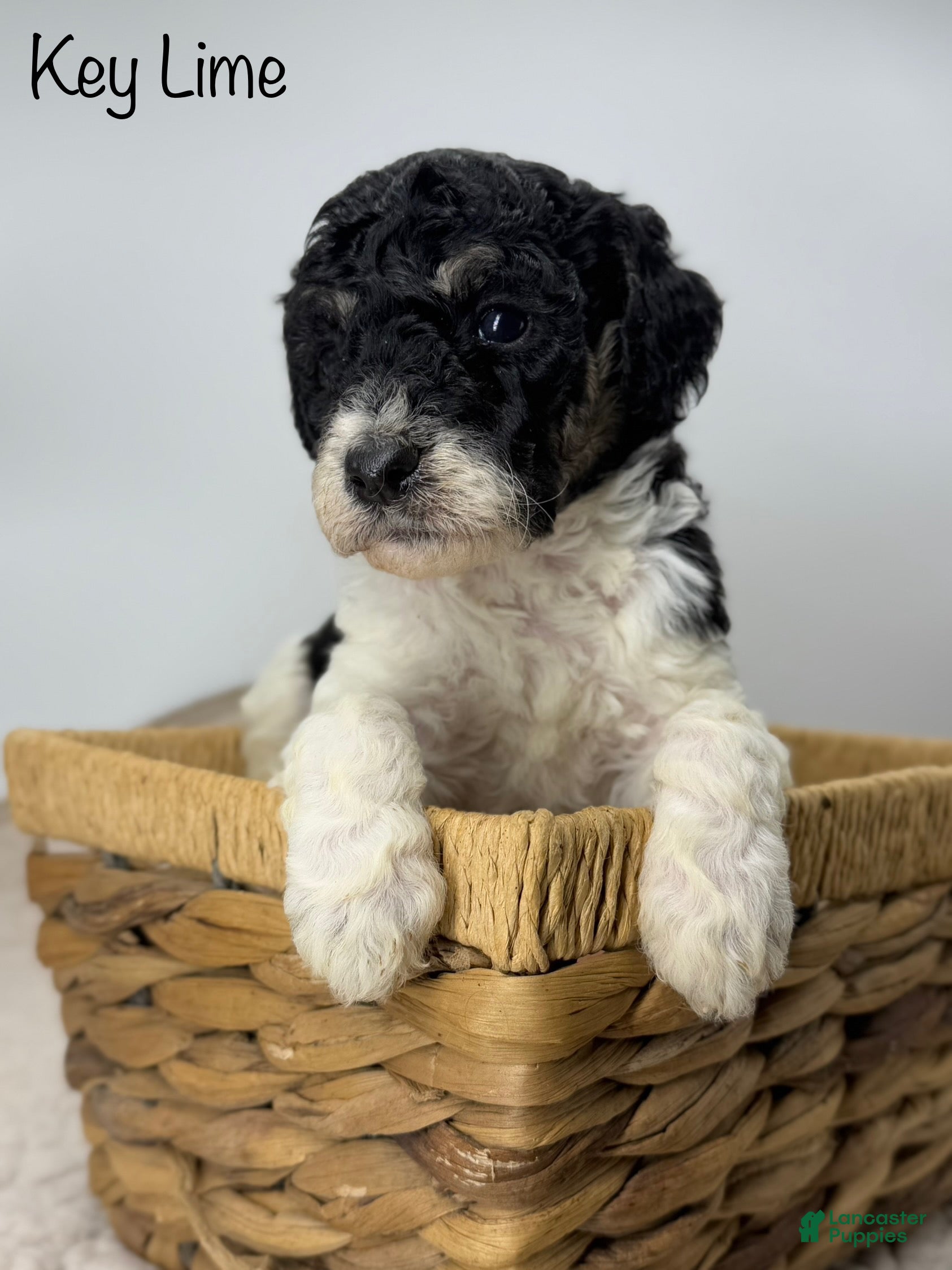 Sheepadoodle dogs Key Lime - Ad 9