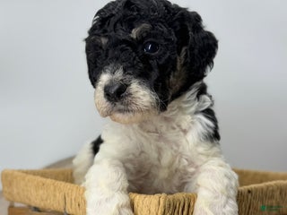 Sheepadoodle dogs Key Lime - Ad 39
