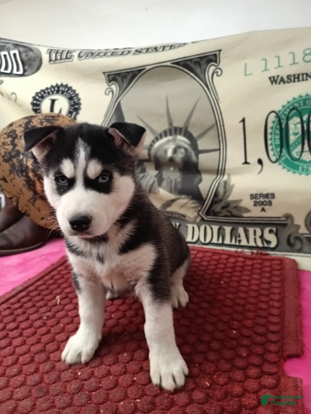 Siberian Husky dogs for sale: Andy  - Ad 3