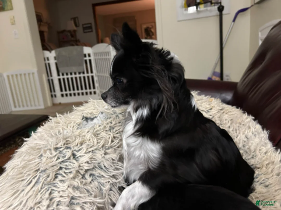 Chihuahua dogs for sale: Ebony - Ad 9