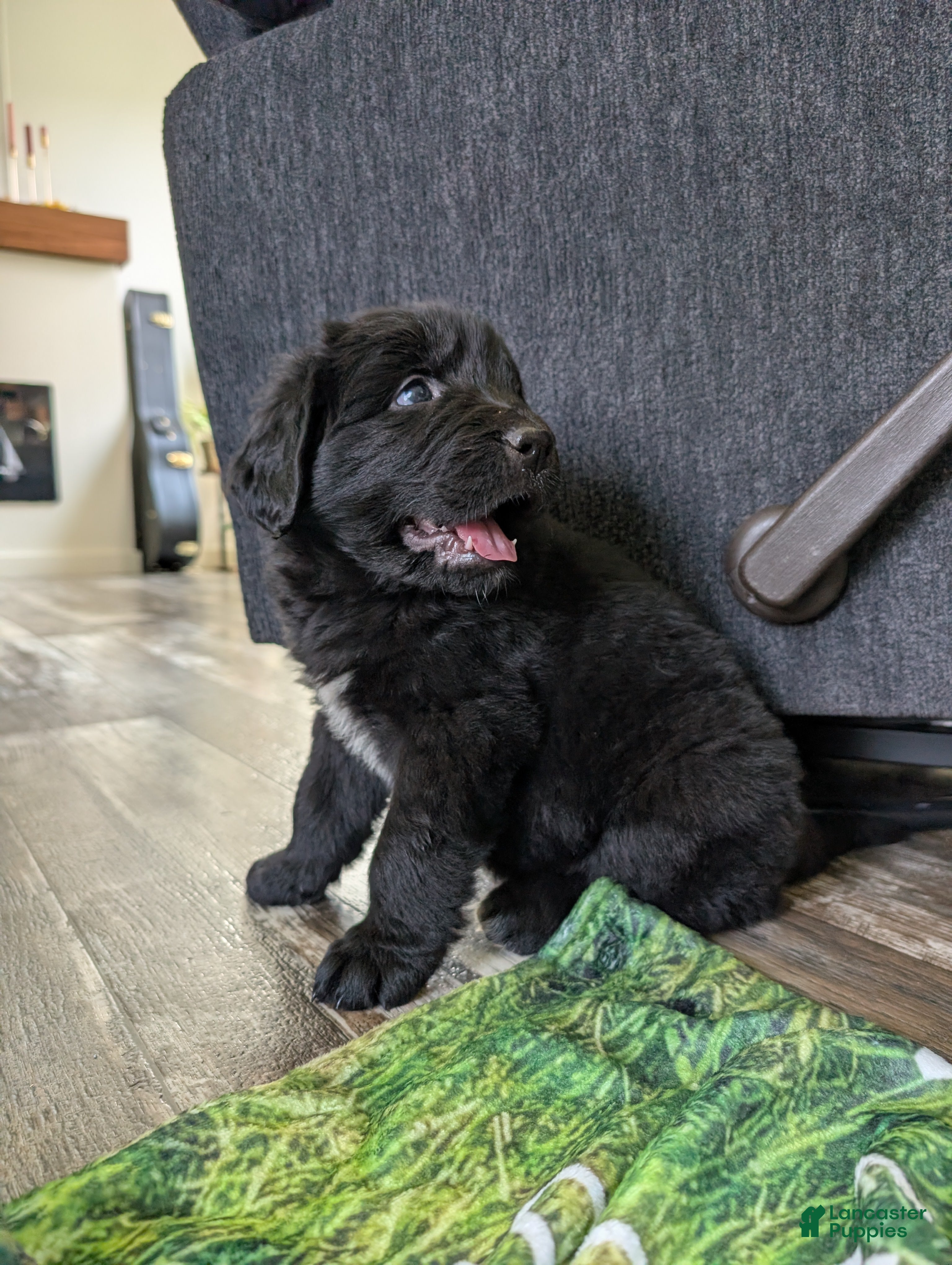 Newfoundland dogs Haven - Ad 18