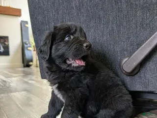 Newfoundland dogs Haven - Ad 18