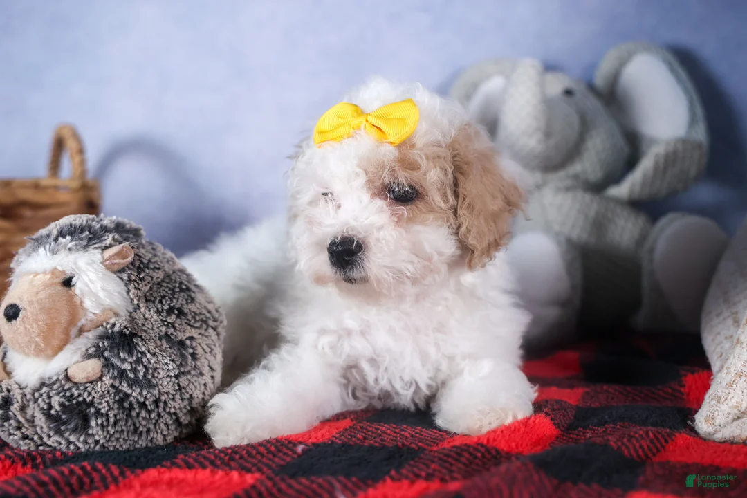 Bichpoo dogs for sale: Snowflake - Ad 7